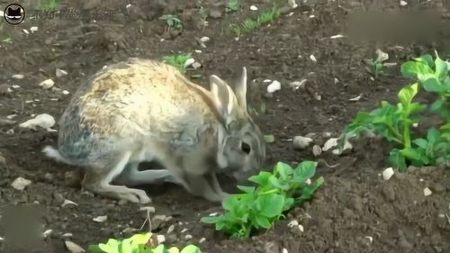 兔妈妈在土里刨刨刨,竟然刨出了一窝小兔子,这是什么神仙操作 