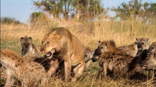 鬣狗正要捕食小狮子,公狮子突然出现直接开撕 