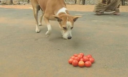 狗狗连吃十四个西红柿,饿得忘记酸的味道,令人心疼