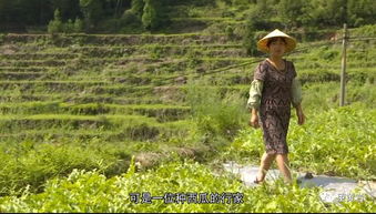 高山西瓜清凉登场了