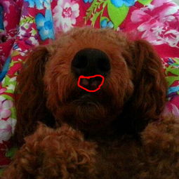 我家狗狗的鼻子长了两块粉色的斑,怎么回事 