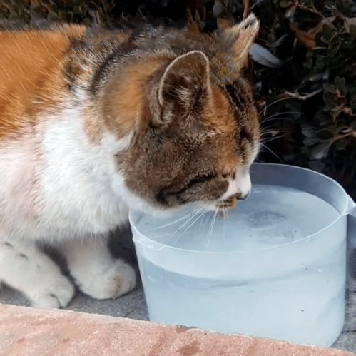 冬天 流浪猫 ,为取暖抱着人脚不放,渴了只能舔冰块 猫咪 