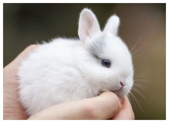 刚出生的小兔子,兔妈妈为什么会选择咬死它们