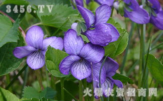 紫罗兰怎么养 紫罗兰什么时候开花 紫罗兰花期 紫罗兰花语 紫罗兰种类大全 