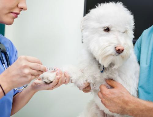 狗狗第二年疫苗要打几针 