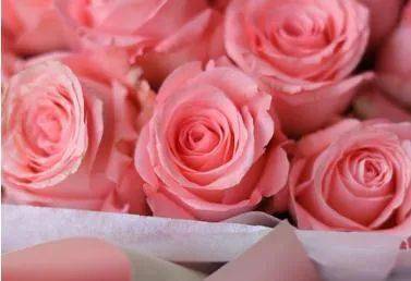 如果男生送你粉红色玫瑰代表什么意思？