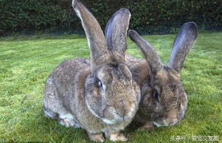 吉尼斯纪录世界最大的兔子,养一只要付出多少代价 