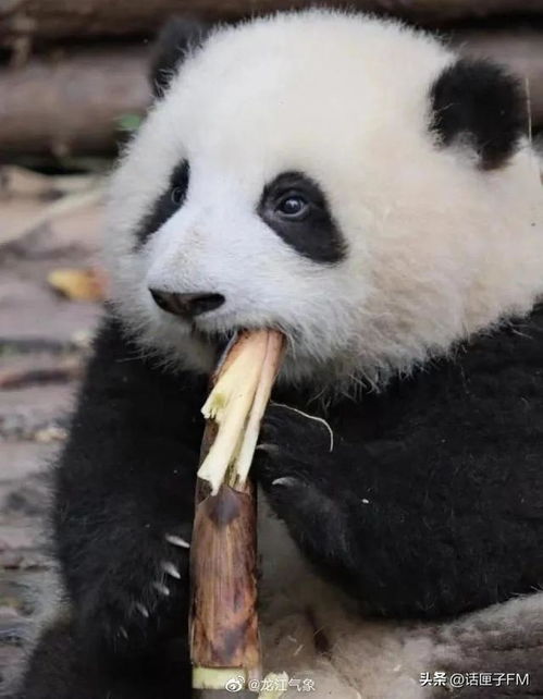 经常被 夺笋 的熊猫花花,终于学会了拒绝 小爪一挡,萌翻了