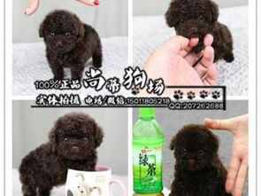 图 广州哪里有卖泰迪犬 纯种泰迪幼犬一只多少钱 广州最大养狗场 广州宠物狗 