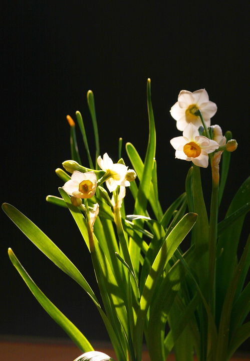 家有老人,5花相伴,远离权财,平平淡淡才是真