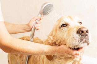 四十多天的狗可以洗澡吗 
