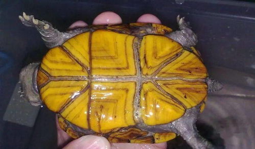 果核龟一年繁殖几次？