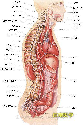 交感神经系统的功能特征 