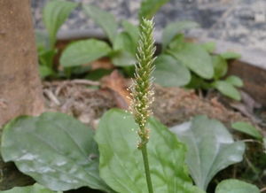 这种植物被当成野草蔓延农村,却是城里人的救命稻草,你见过没 