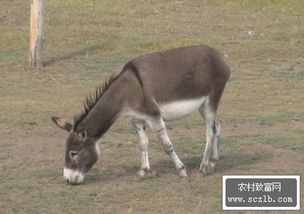 毛驴养殖致富,看山东省东阿县鼓励农户养毛驴赚钱致富