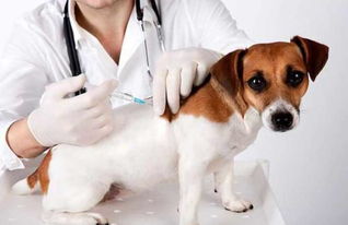 狗狗幼犬打疫苗怎么打 打在身体什么地方 具体怎么操作