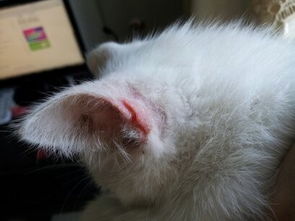 求哪位养猫高手解答一下 今天发现猫咪的耳朵上面突然红肿了一块,有图有真相 