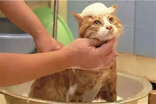 养猫会很脏吗 需要给猫咪洗澡吗