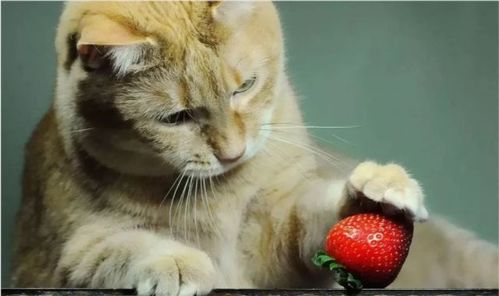 猫咪不吃蔬菜水果怎么办