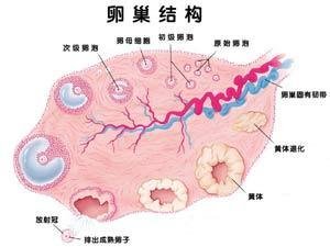 右侧卵巢增大并双侧卵巢卵泡数增多是什么意思(右侧卵巢增大右侧卵巢囊肿什么意思)