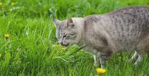 猫咪到底能不能吃草,今天终于知道答案了