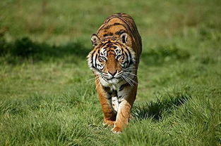 地球上3大濒临灭绝的老虎,第一野生已灭绝 