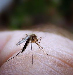 澳科学家称蚊子闻味识宿主而非靠颜色 