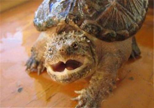 亚成体的鳄龟怎么才能让它吃东西？
