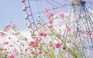 海棠花漂亮简短句子花开花又落句子说说？