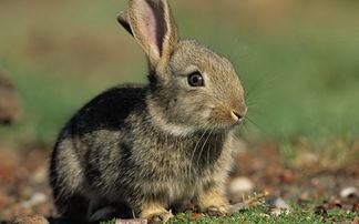 养兔知识 灰栗兔吃什么药预防拉稀
