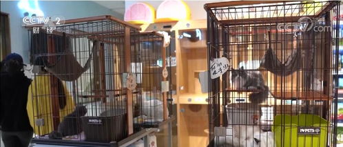 节前看消费 上海 宠物寄养迎高峰 平均费用超千元 