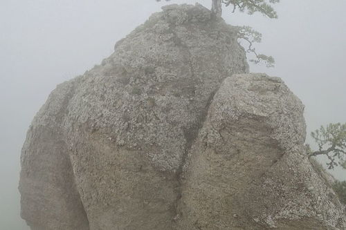 仙人是什么生肖 