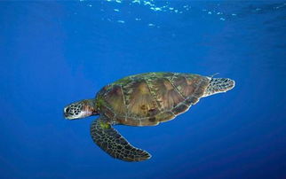 海洋洄游性爬行动物 绿海龟 