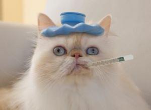 猫咪感冒吃什么药 