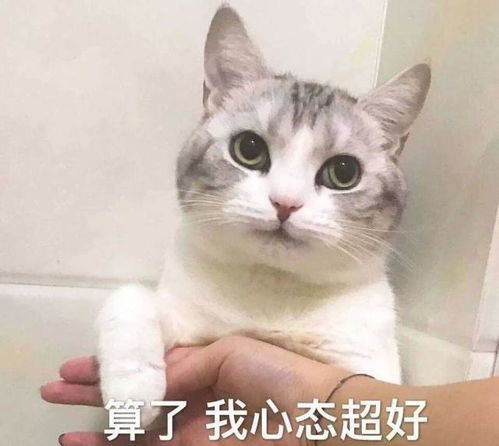 猫咪是怎么分辨自己的主人的