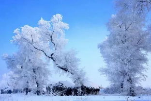 网上爆火的国内赏雪地 如今美成了天堂