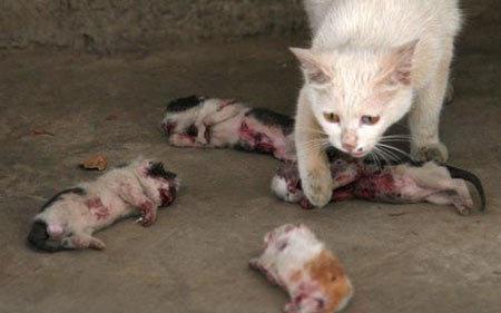 四只小猫刚出生7天就遭遇如此命运,得知原因后让人喷怒不已