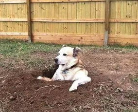 搞笑GIF 狗狗只是在院里挖了个洞