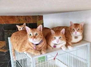 网友养了三只橘猫,看它们的身型,就知道宠主是有钱人 