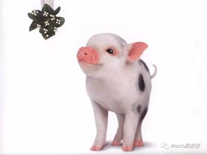 猪价能撬动年内CPI吗