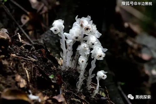 杭州一位网友,他发现了神似 豌豆射手 的罕见植物,这植物是什么