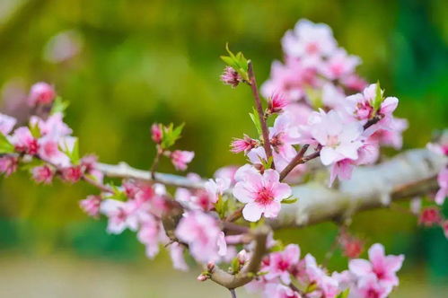 2019南京六月赏花攻略 地址 门票 (南京青奥公园停车场免费吗)