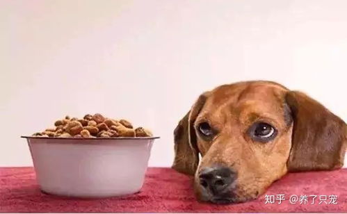 狗狗不吃不喝没精神怎么办, 首先你得了解狗狗为什么不吃东西 