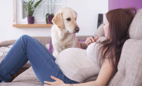 宠物影响孕妇和胎儿,岳父母未商议自行处理狗狗,致小两口离婚 