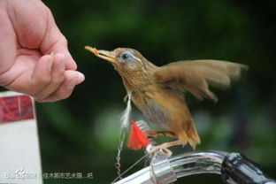 小鸟的尾巴有什么用处 