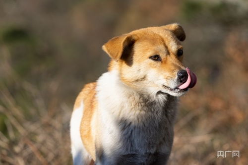 10月16日施行 海口发布禁养犬只品种和标准