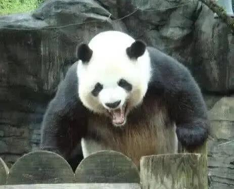 熊猫咬完人后,为啥会默默的绝食,愧疚吗饲养员说出了心酸实情 