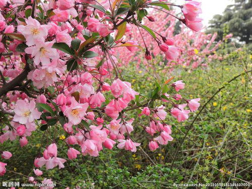 海棠树开花图 