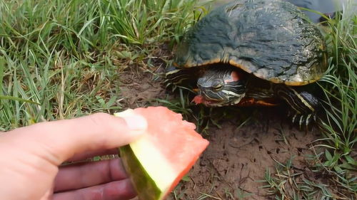 巴西龟可以吃什么水果？
