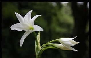 水养百合花需要注意哪些细节？